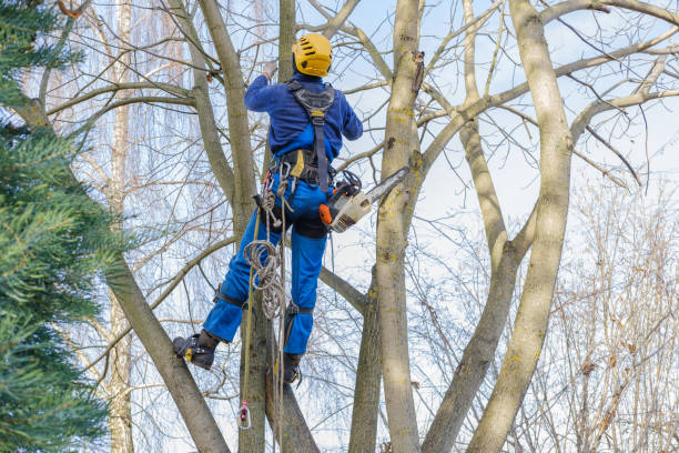 Best Utility Line Clearance  in Farmersville, OH