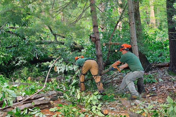 Best Tree and Shrub Care  in Farmersville, OH